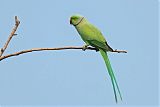 Rose-ringed Parakeetborder=