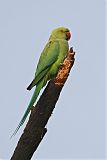 Rose-ringed Parakeetborder=