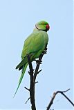 Rose-ringed Parakeetborder=