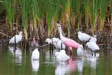 Roseate Spoonbillborder=