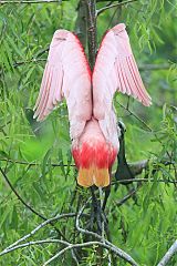 Roseate Spoonbill