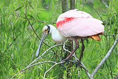 Roseate Spoonbill