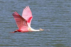 Roseate Spoonbill