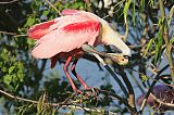 Roseate Spoonbillborder=