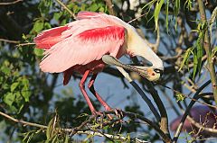 Roseate Spoonbill