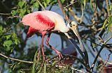 Roseate Spoonbillborder=