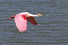 Roseate Spoonbill