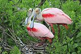 Roseate Spoonbillborder=