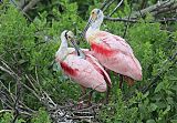 Roseate Spoonbillborder=