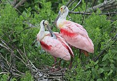 Roseate Spoonbill