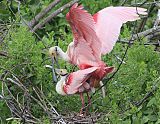 Roseate Spoonbillborder=