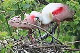 Roseate Spoonbillborder=