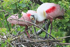 Roseate Spoonbill