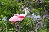 Roseate Spoonbill