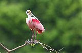 Roseate Spoonbill