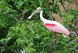 Roseate Spoonbill