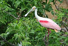 Roseate Spoonbill