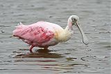 Roseate Spoonbill