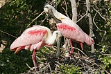 Roseate Spoonbillborder=