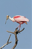 Roseate Spoonbillborder=