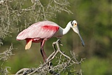 Roseate Spoonbillborder=