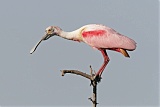 Roseate Spoonbillborder=