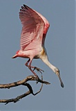 Roseate Spoonbillborder=