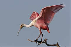 Roseate Spoonbill