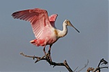 Roseate Spoonbillborder=