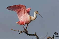 Roseate Spoonbill