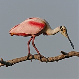 Roseate Spoonbillborder=