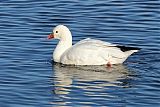 Ross's Goose