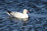 Ross's Goose