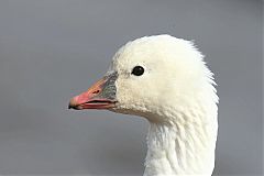 Ross's Goose