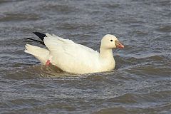 Ross's Goose