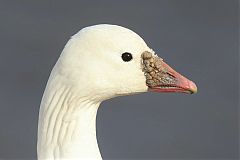 Ross's Goose