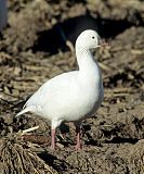 Ross's Goose