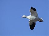 Ross's Goose