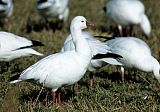 Ross's Goose