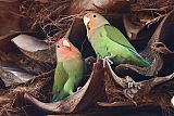 Rosy-faced Lovebird