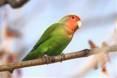 Rosy-faced Lovebird