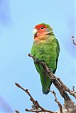 Rosy-faced Lovebird