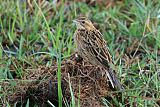 Rosy-throated Longclaw