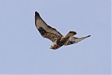 Rough-legged Hawk