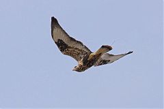 Rough-legged Hawk