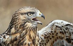 Rough-legged Hawk