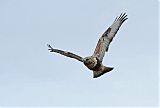 Rough-legged Hawk