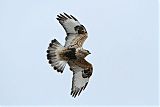 Rough-legged Hawk