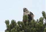 Rough-legged Hawk