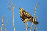 Rough-legged Hawk